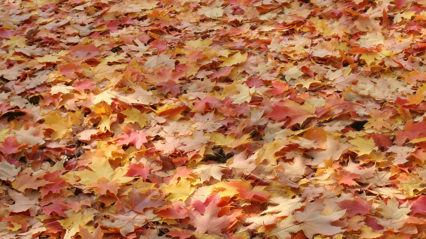 Листья клена обои