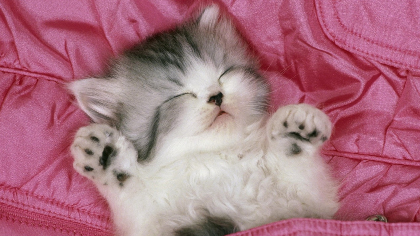 Котенок на розовой куртке обои