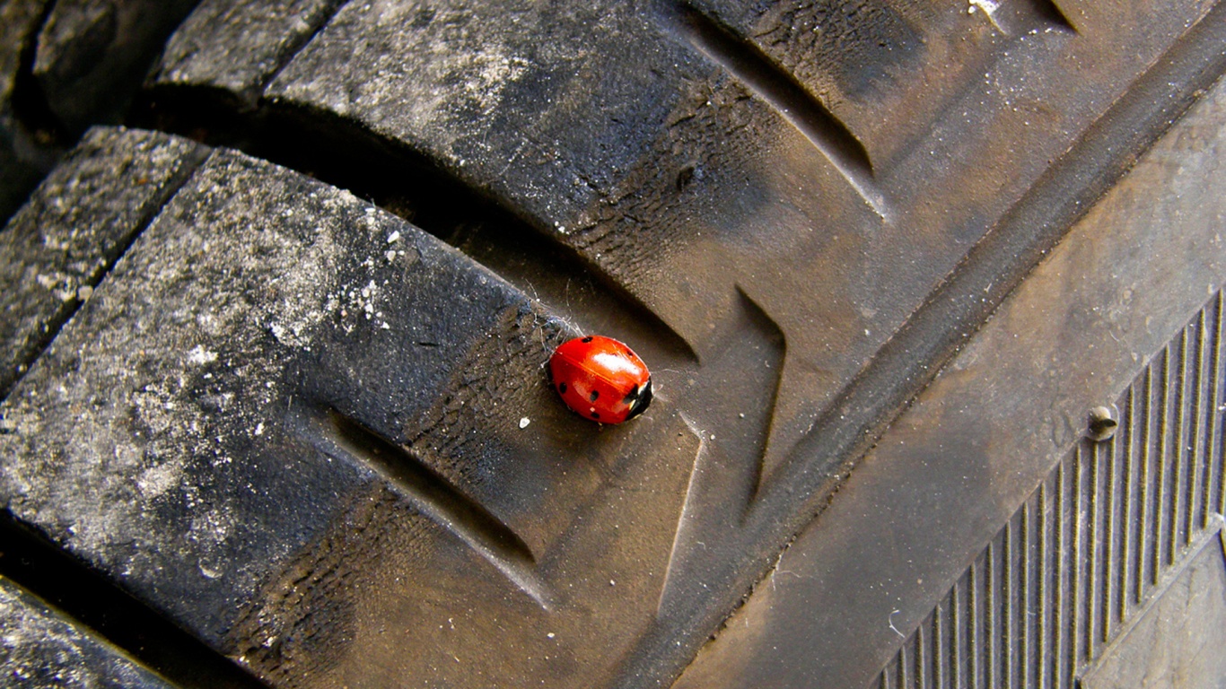 Божья коровка на автомобильной покрышке обои