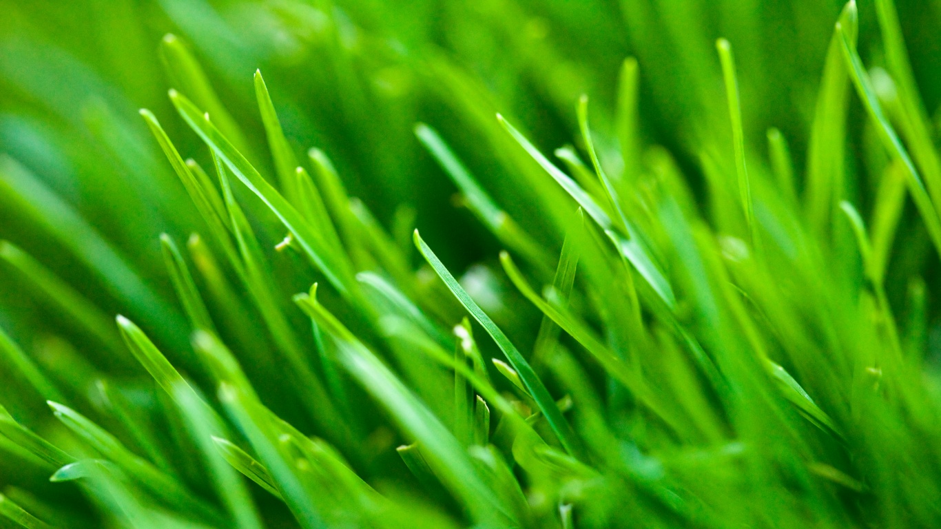 Зеленая свежая трава обои