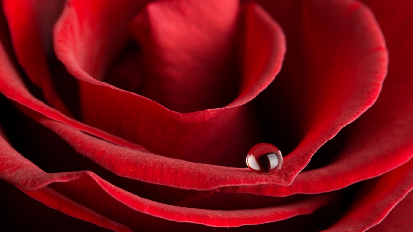 Капля воды на лепестке розы обои