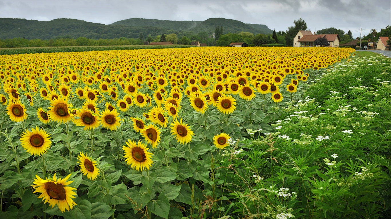 Живописное поле подсолнухов обои