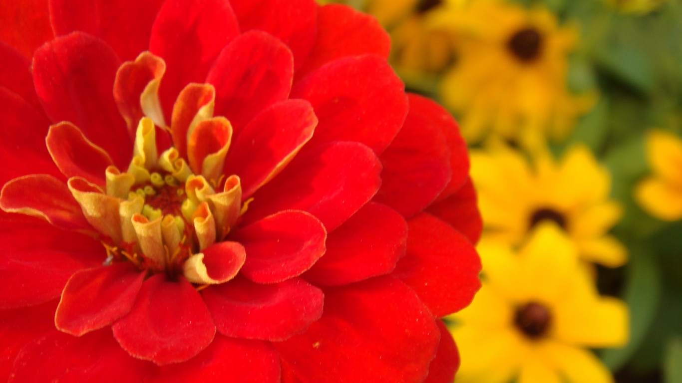 Красный цветок обои