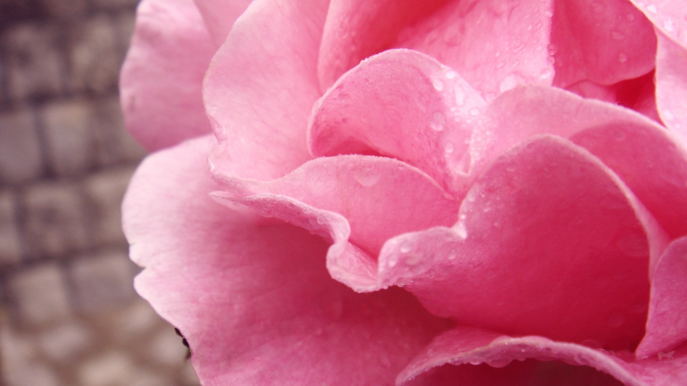 Уличная роза обои