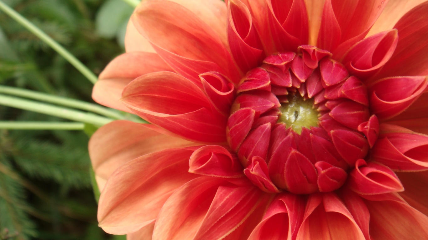 Аленький цветочек обои