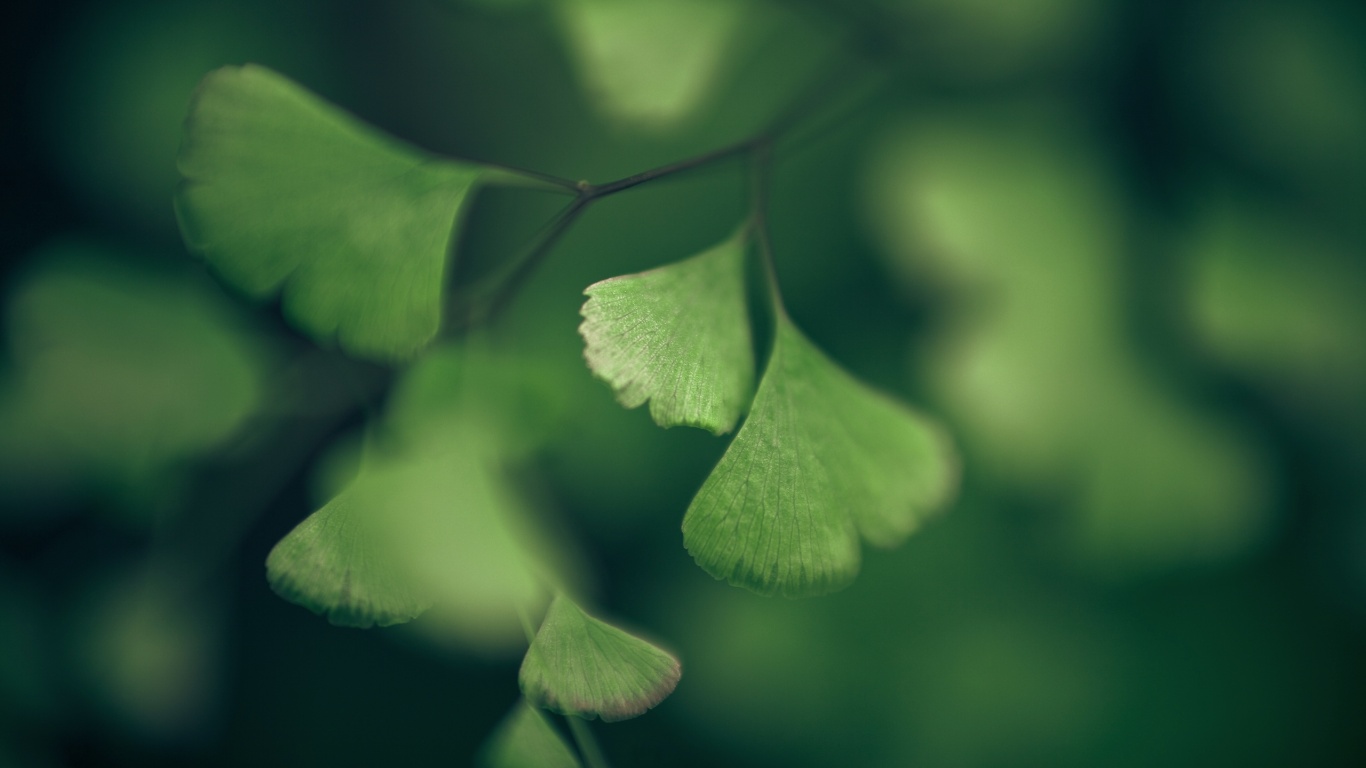 Дикие зеленые листья обои