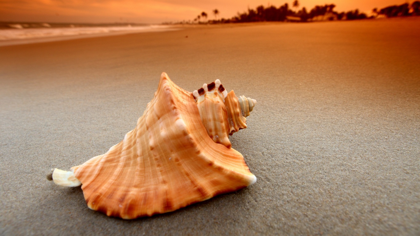 Красивая раковина обои