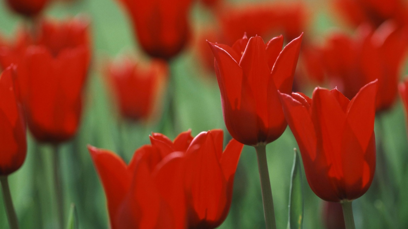 Красные цветы обои