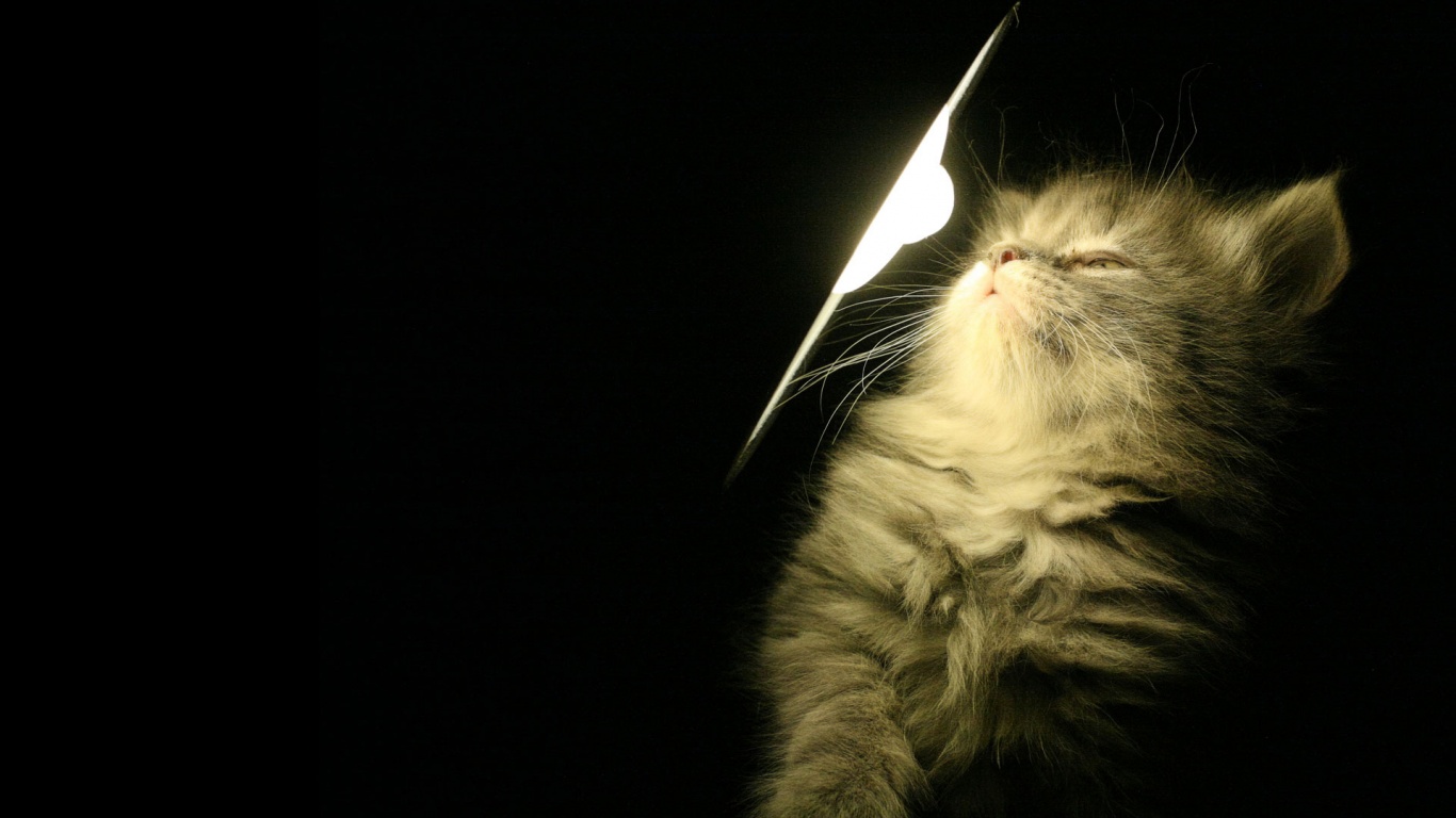 Котя на свету обои