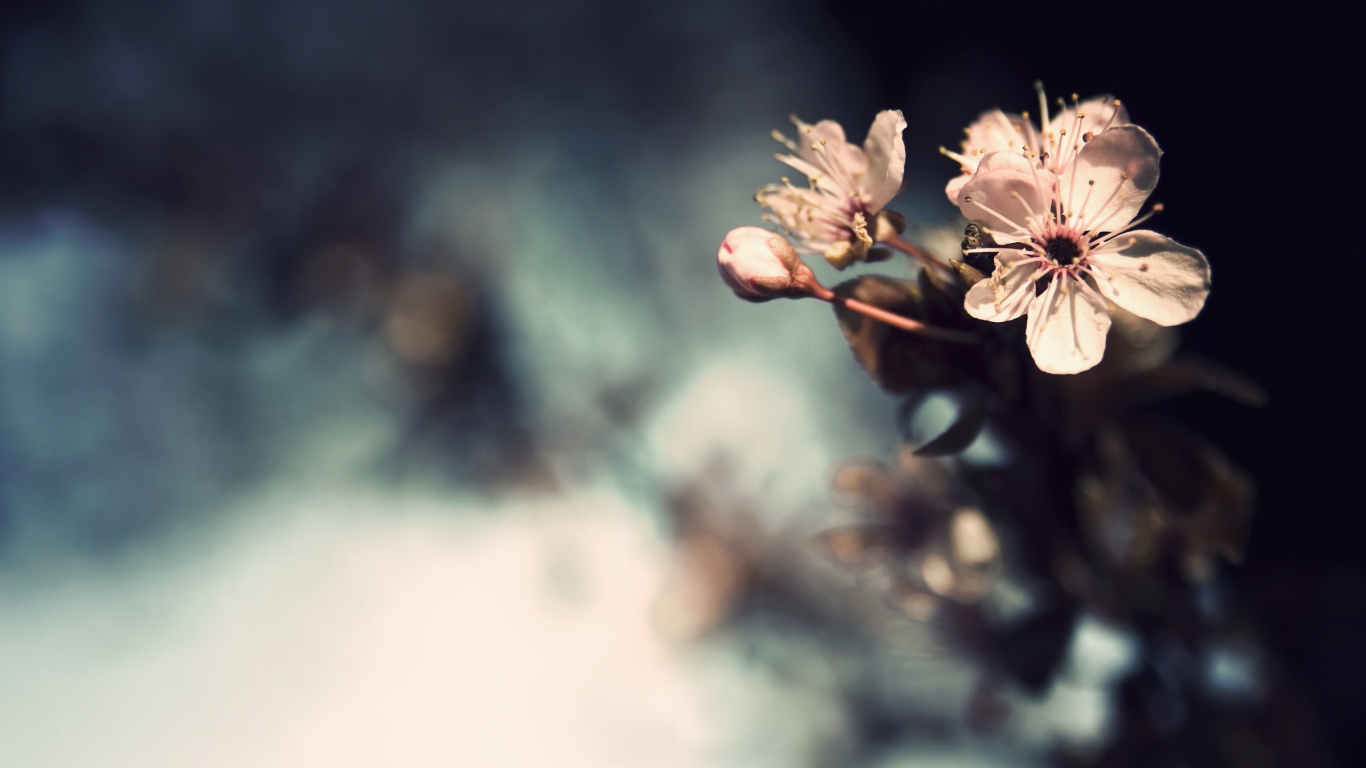 Цветок вишни обои