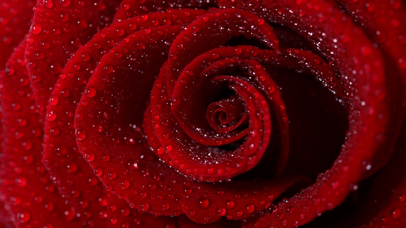 Красная роза обои