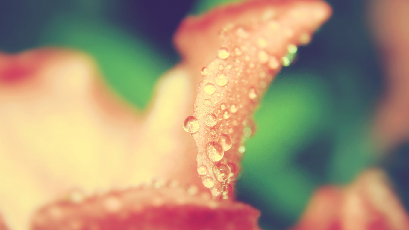 Капли росы на лепестке обои