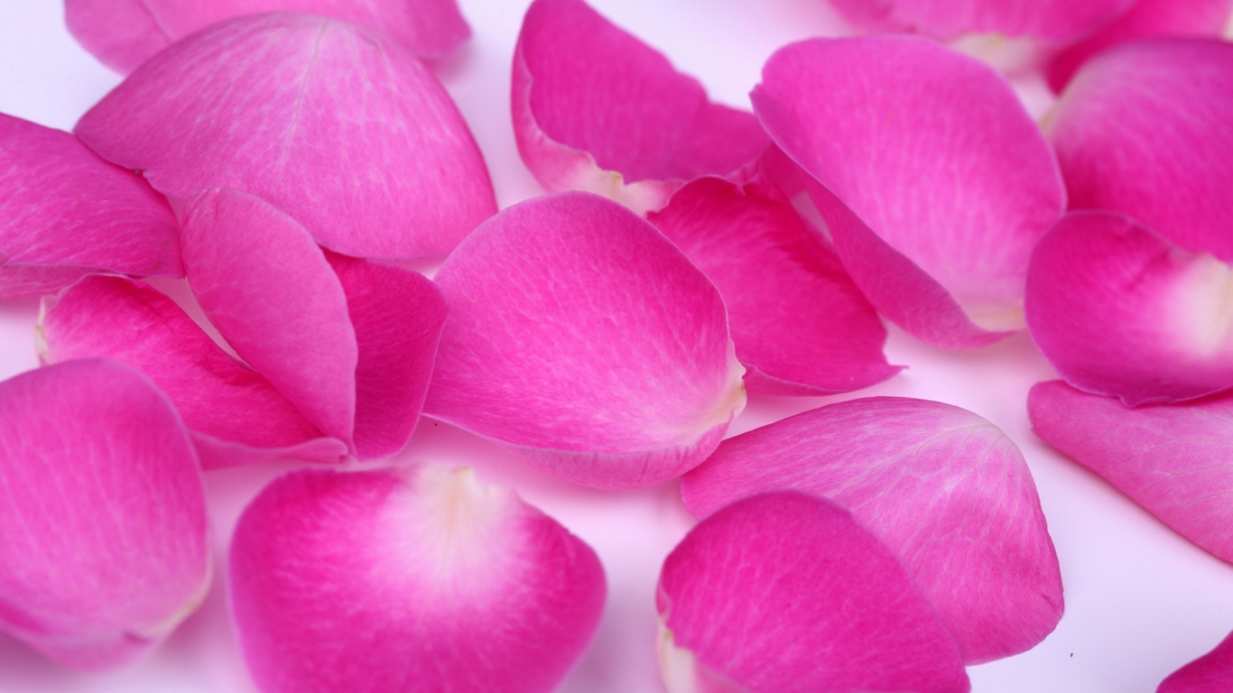 Лепестки розы обои