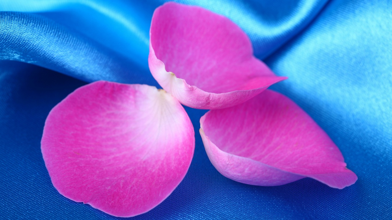 Лепестки розы на голубой ткани обои