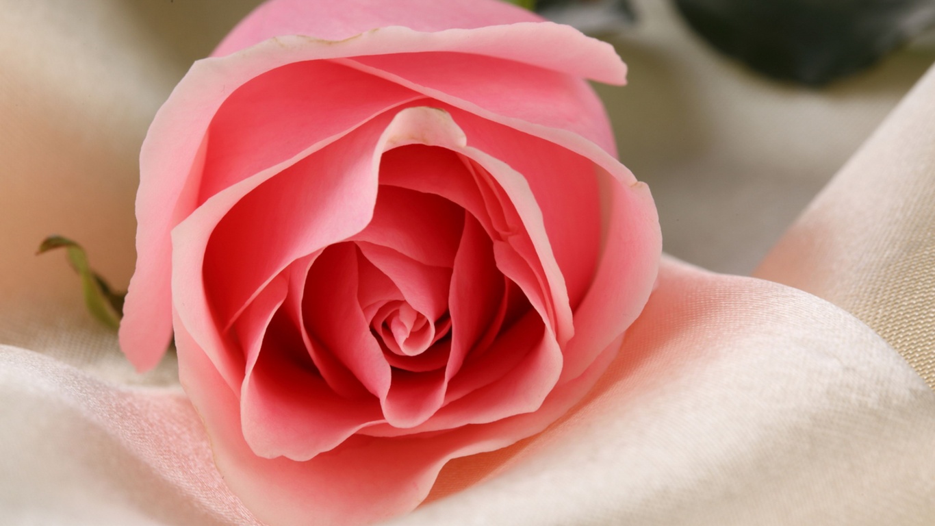 Нежная роза обои