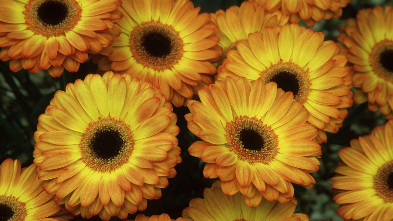 Желтые герберы обои