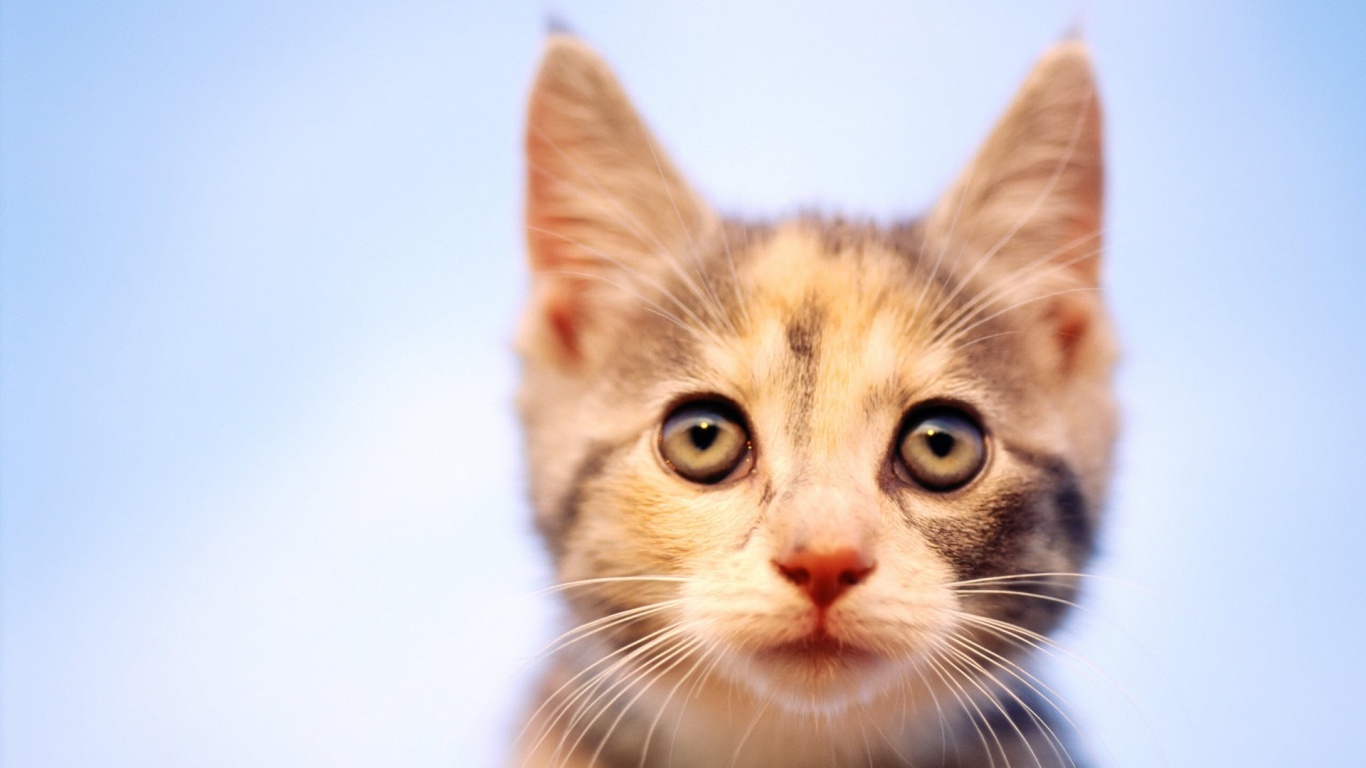 Фото кота обои