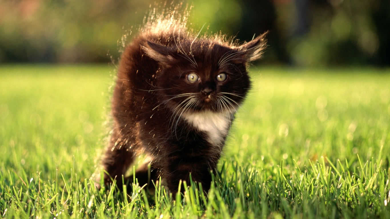 Кот воитель обои