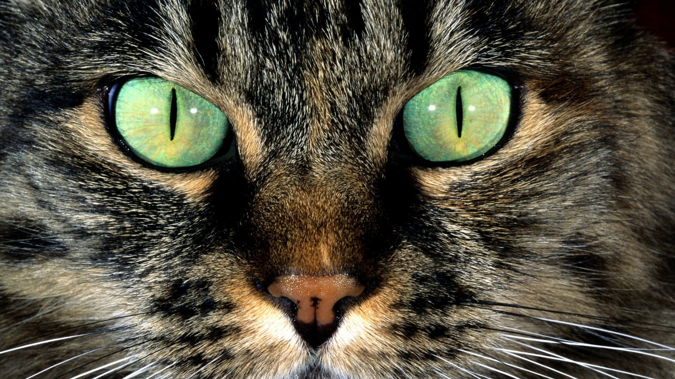 Кошачья морда обои
