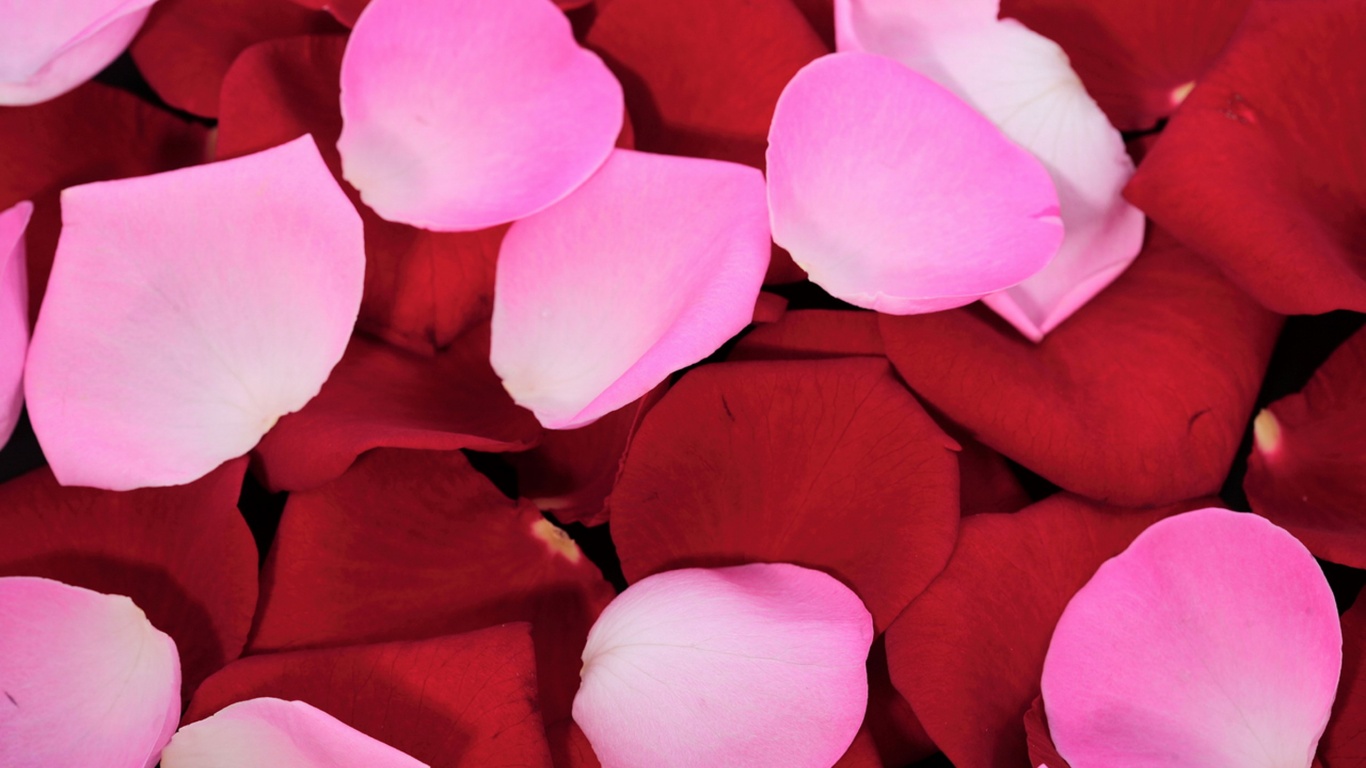 Розовые и красные лепестки обои