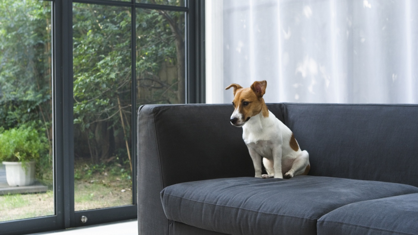 Пес на диване обои