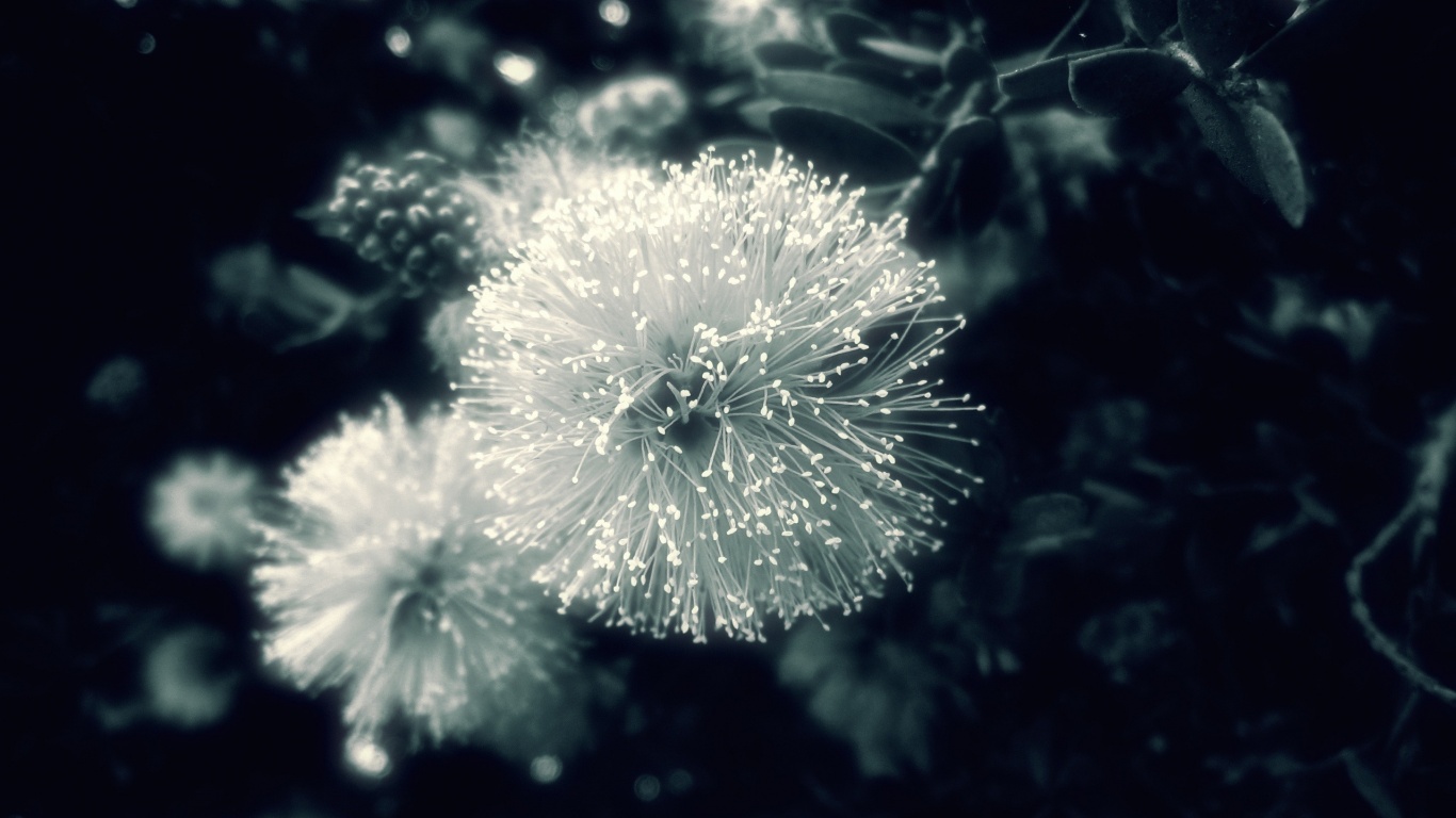 Сказочный цветок обои