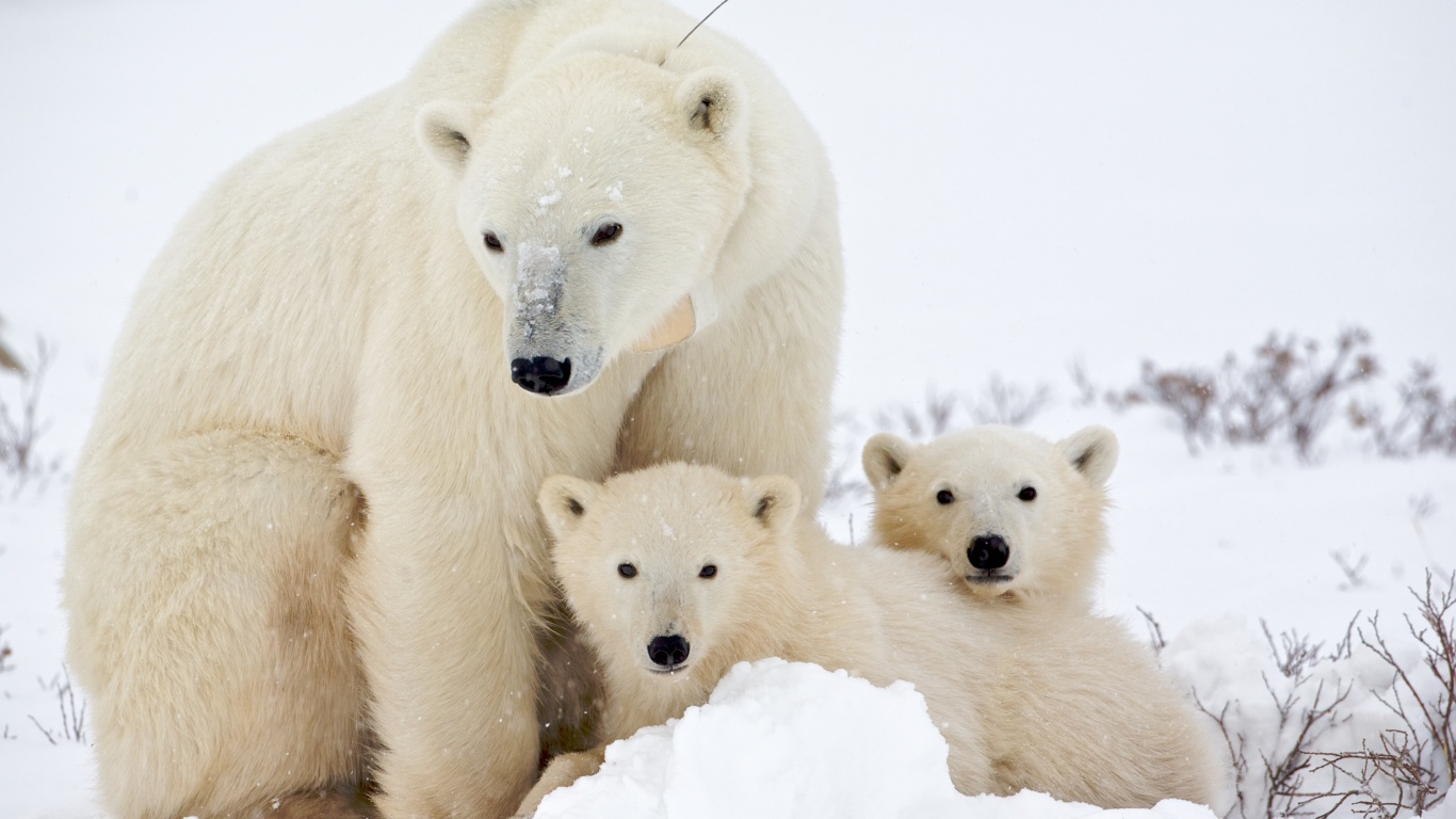 Белые медведи обои
