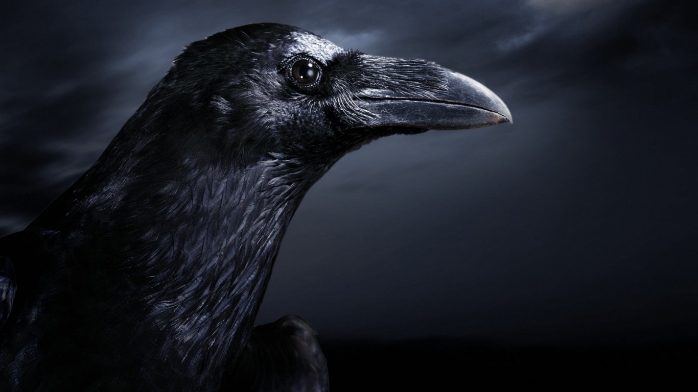 Ворон — гордая птица обои