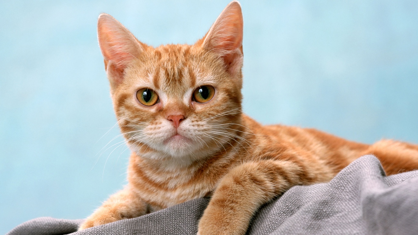 Котеночек обои