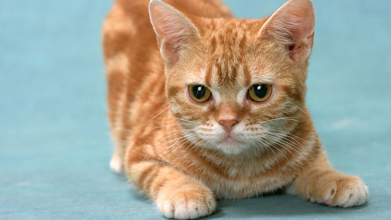 Котенок обои