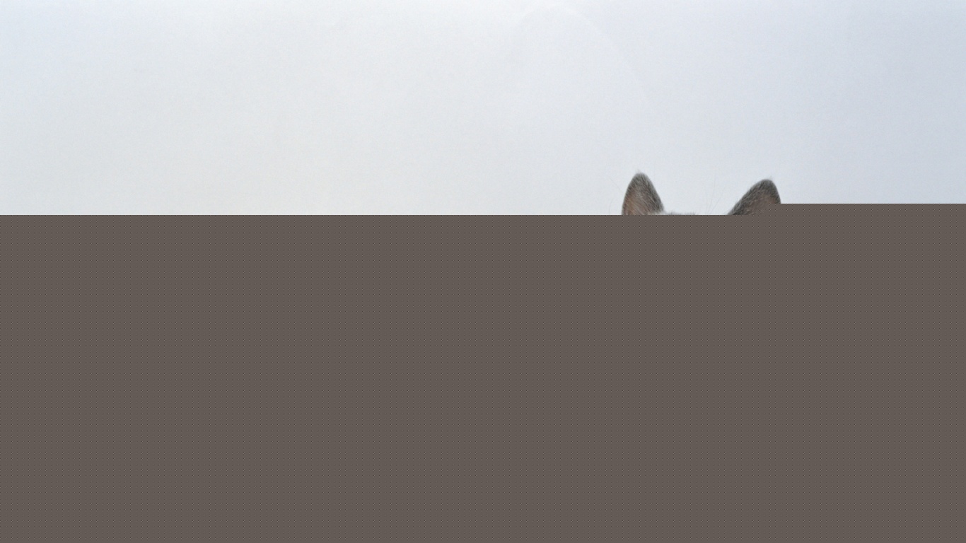 Котёнок обои