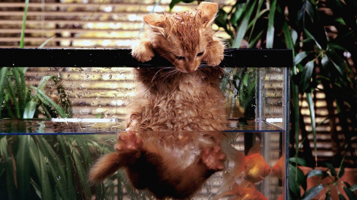 Мокрая киска обои