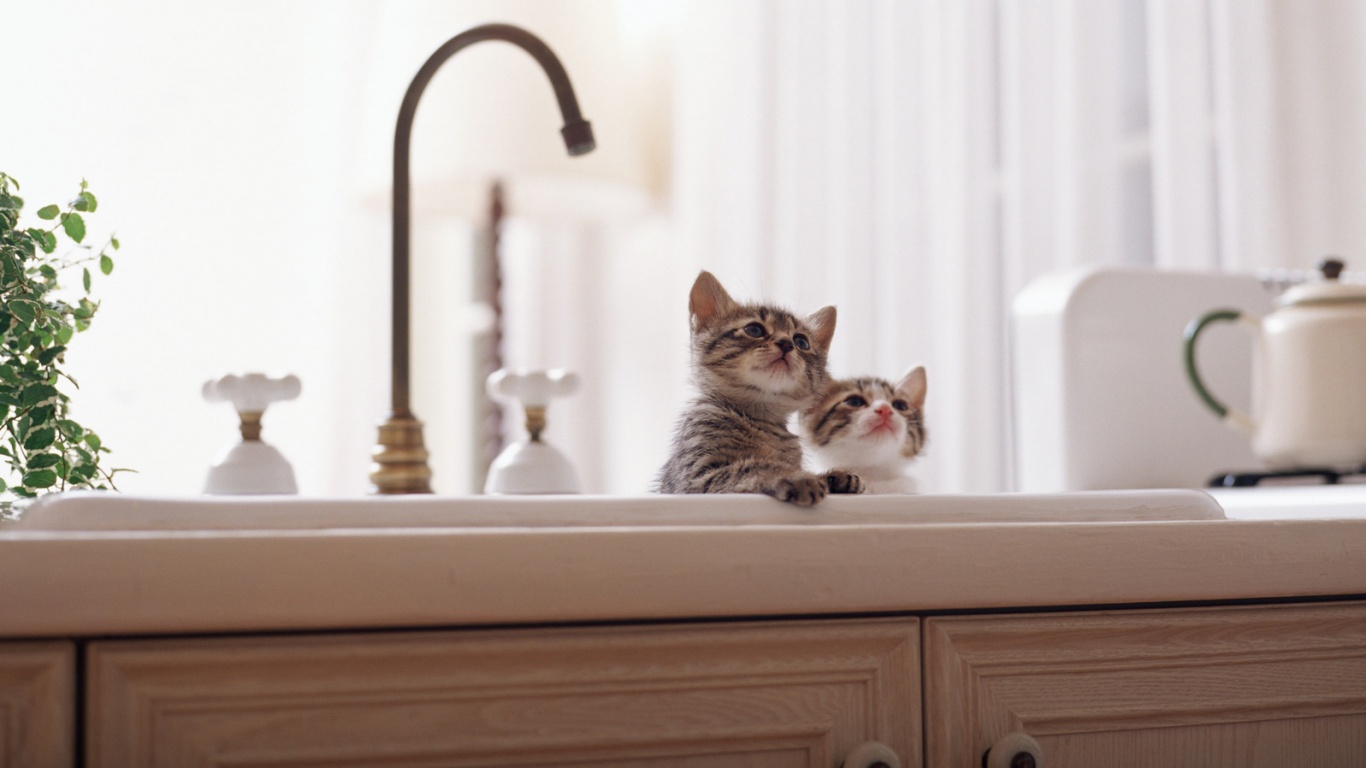 Два котенка обои