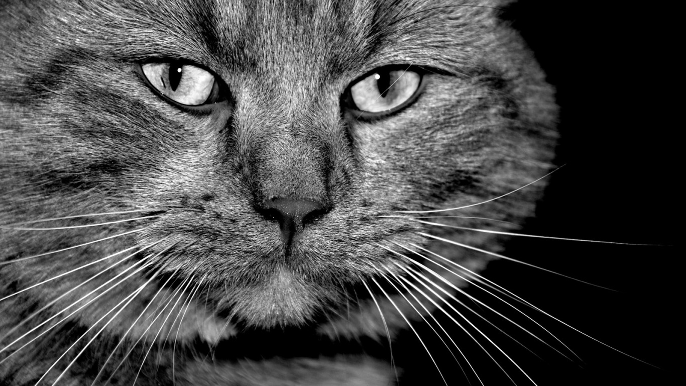 Мудрый кот обои