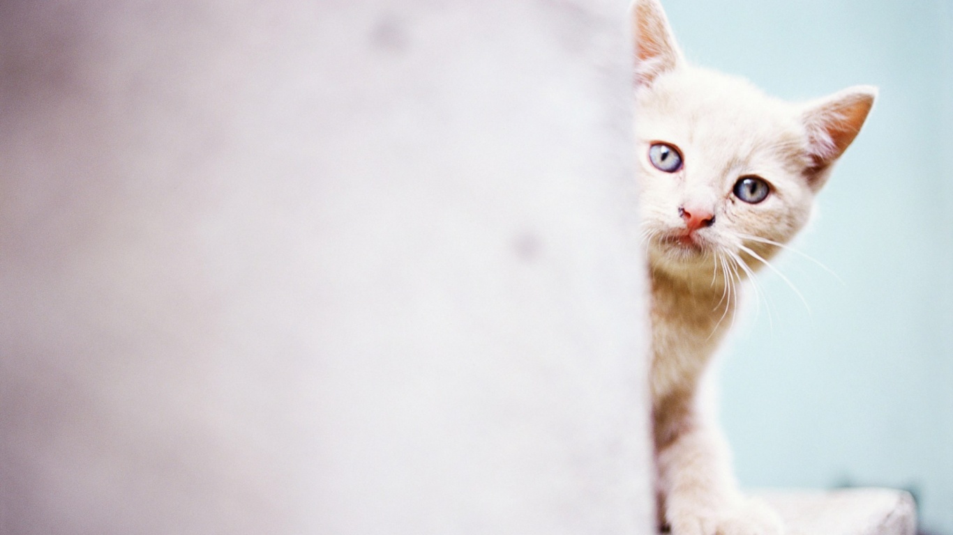 Котик из-за угла обои