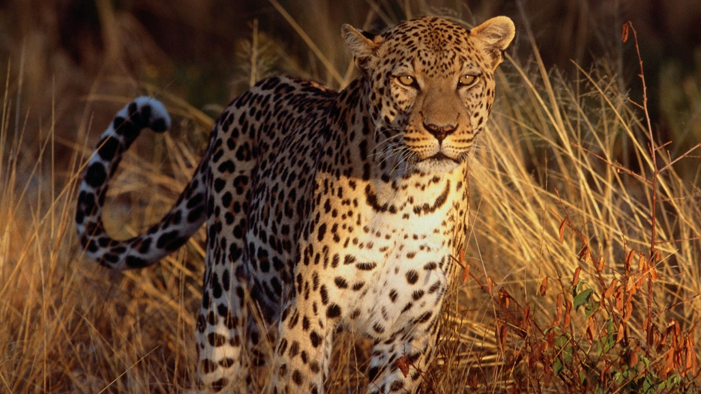 Леопард на охоте обои
