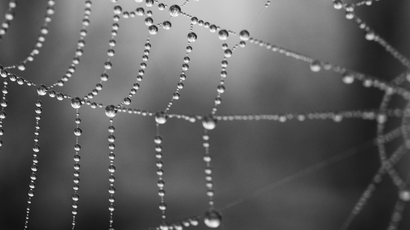 Капли на паутине обои