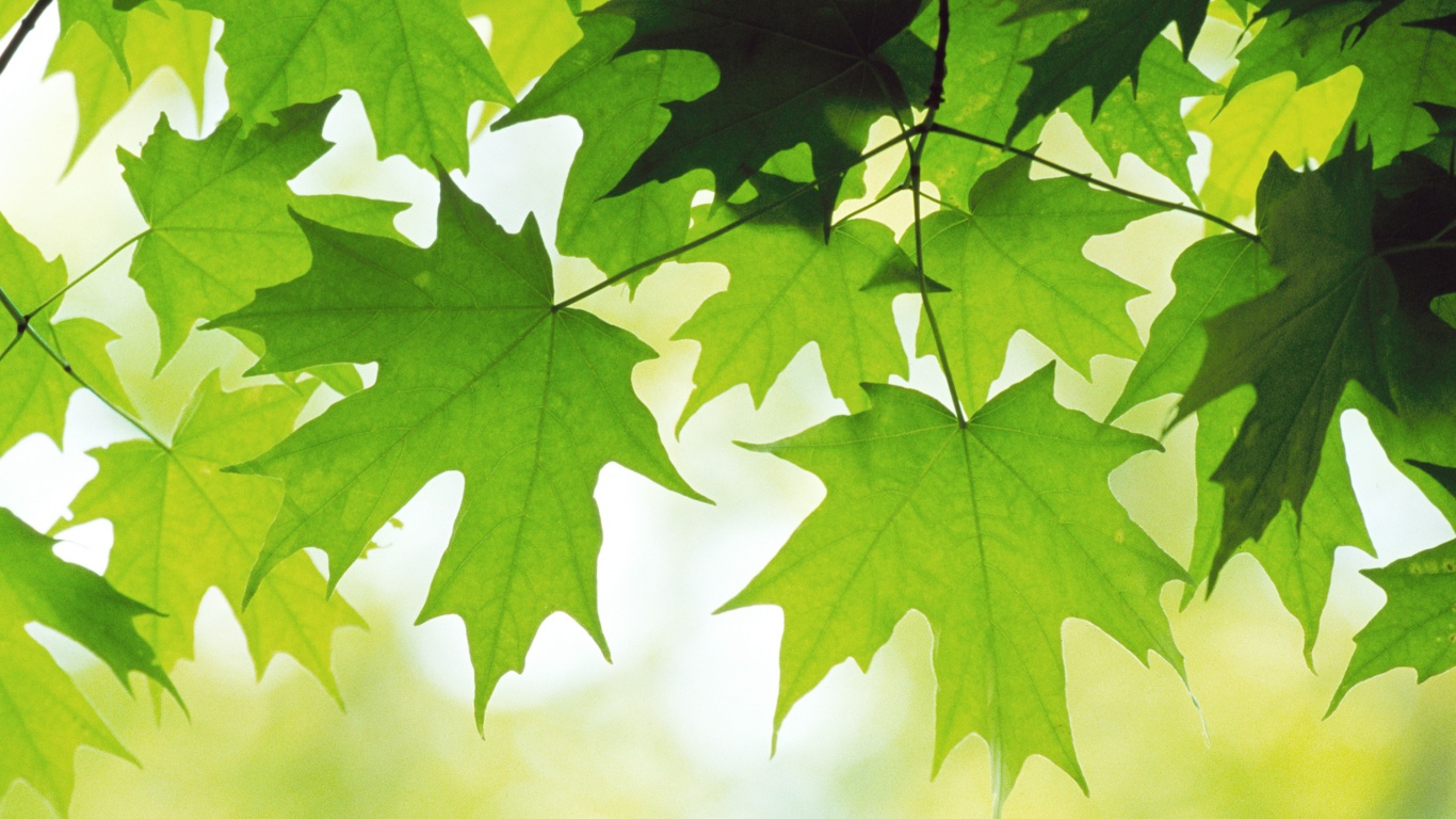 Кленовые листья обои