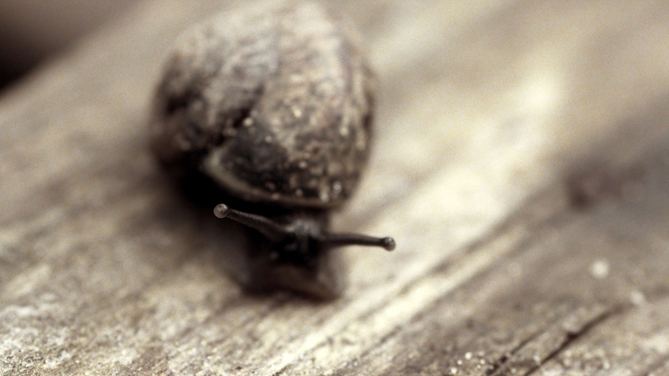 Улитка на ветке обои