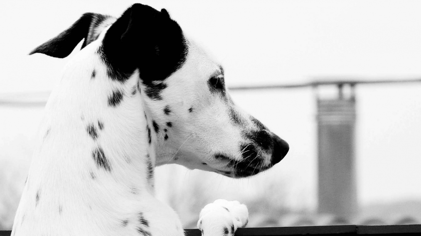 Долматинец смотрит вдаль обои