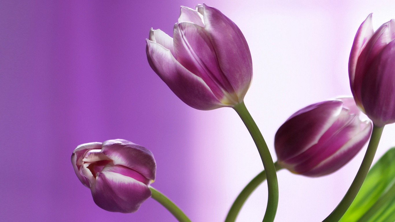Сиреневые цветы обои