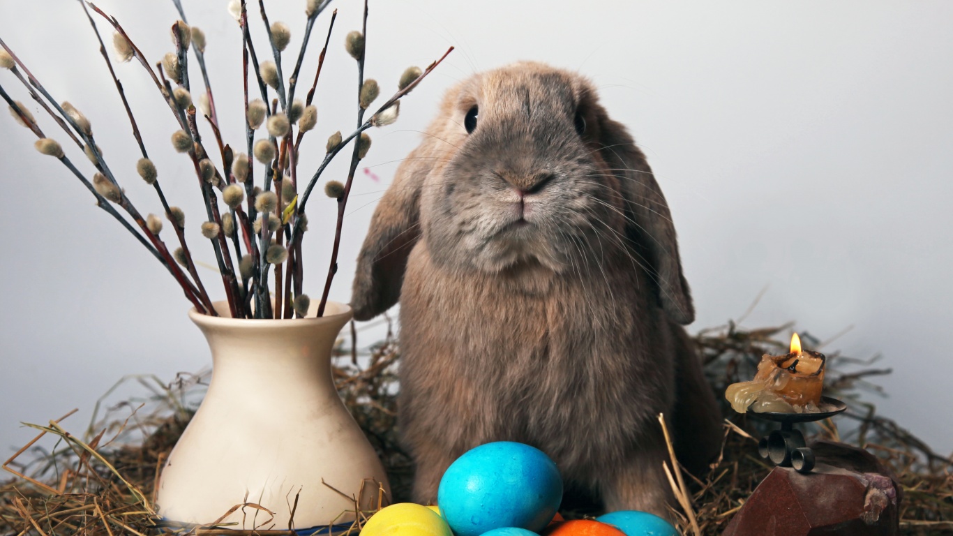 Пасхальный кролик обои