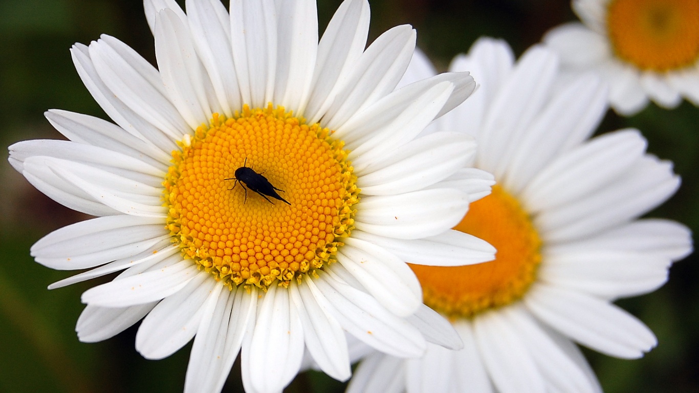 Ромашки обои