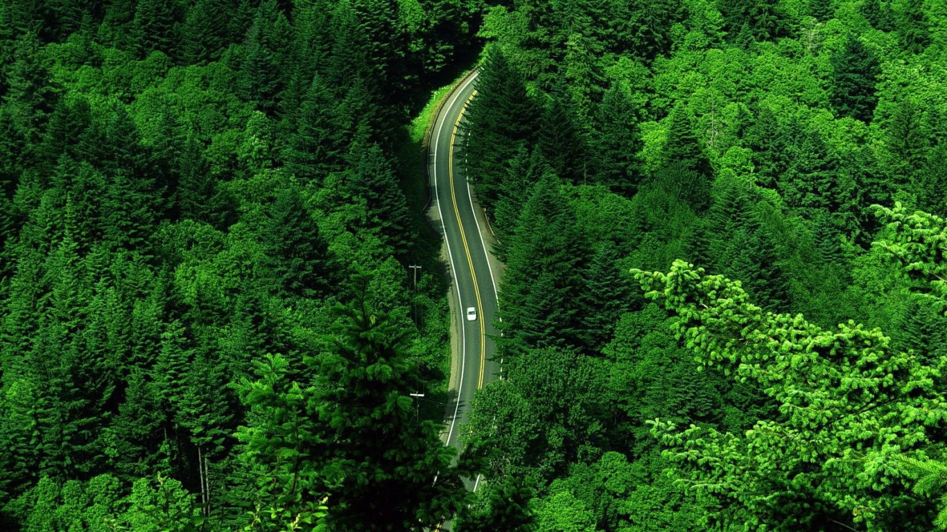 Лесная трасса обои