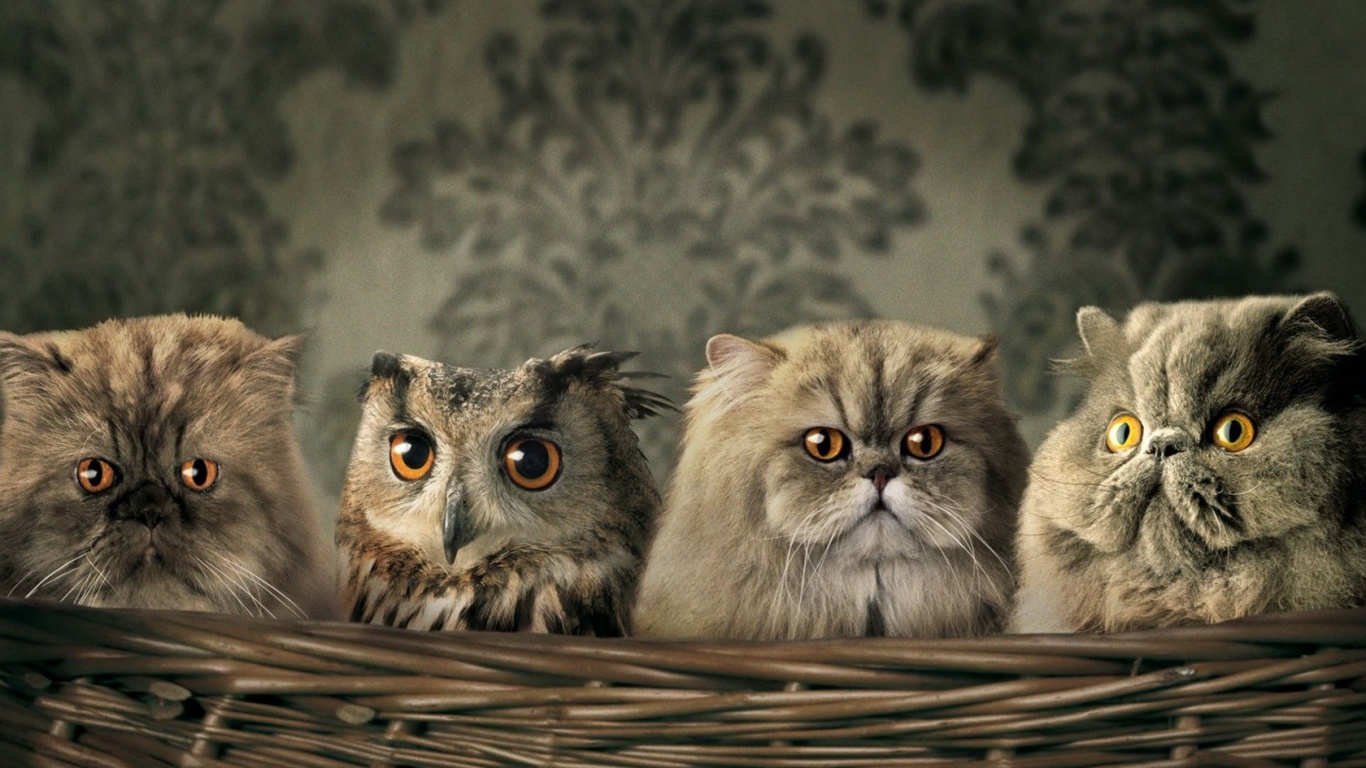 Чужой среди своих обои