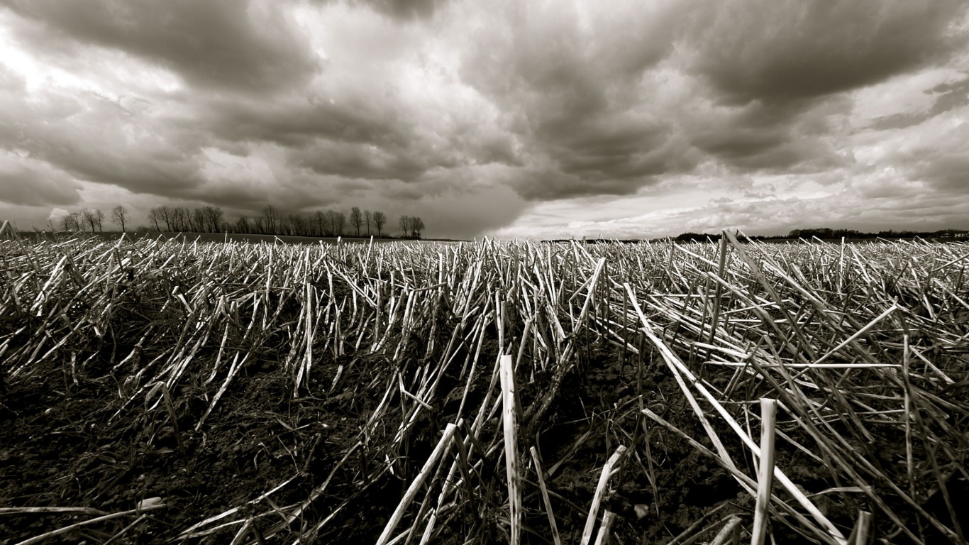 Убранное поле обои