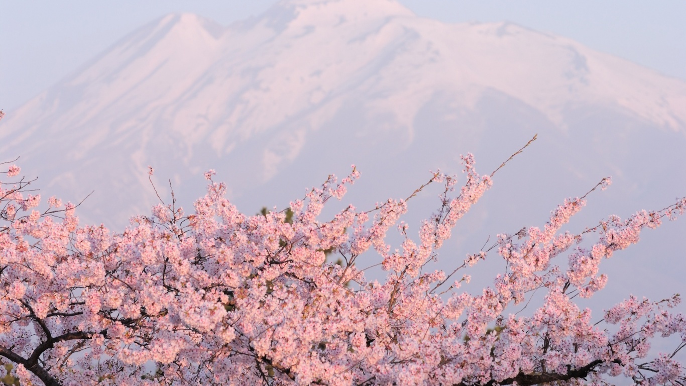 Цветение вишни в горах обои