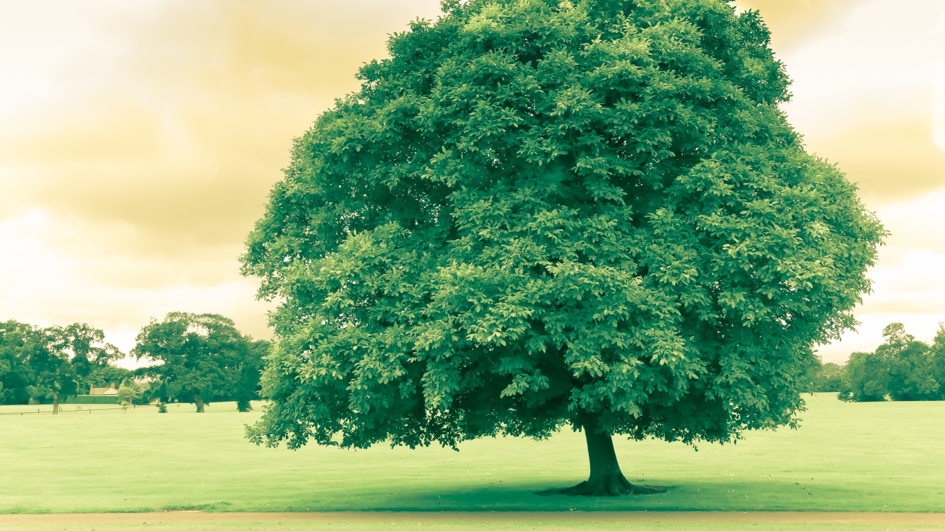 Зеленое ирландское дерево обои