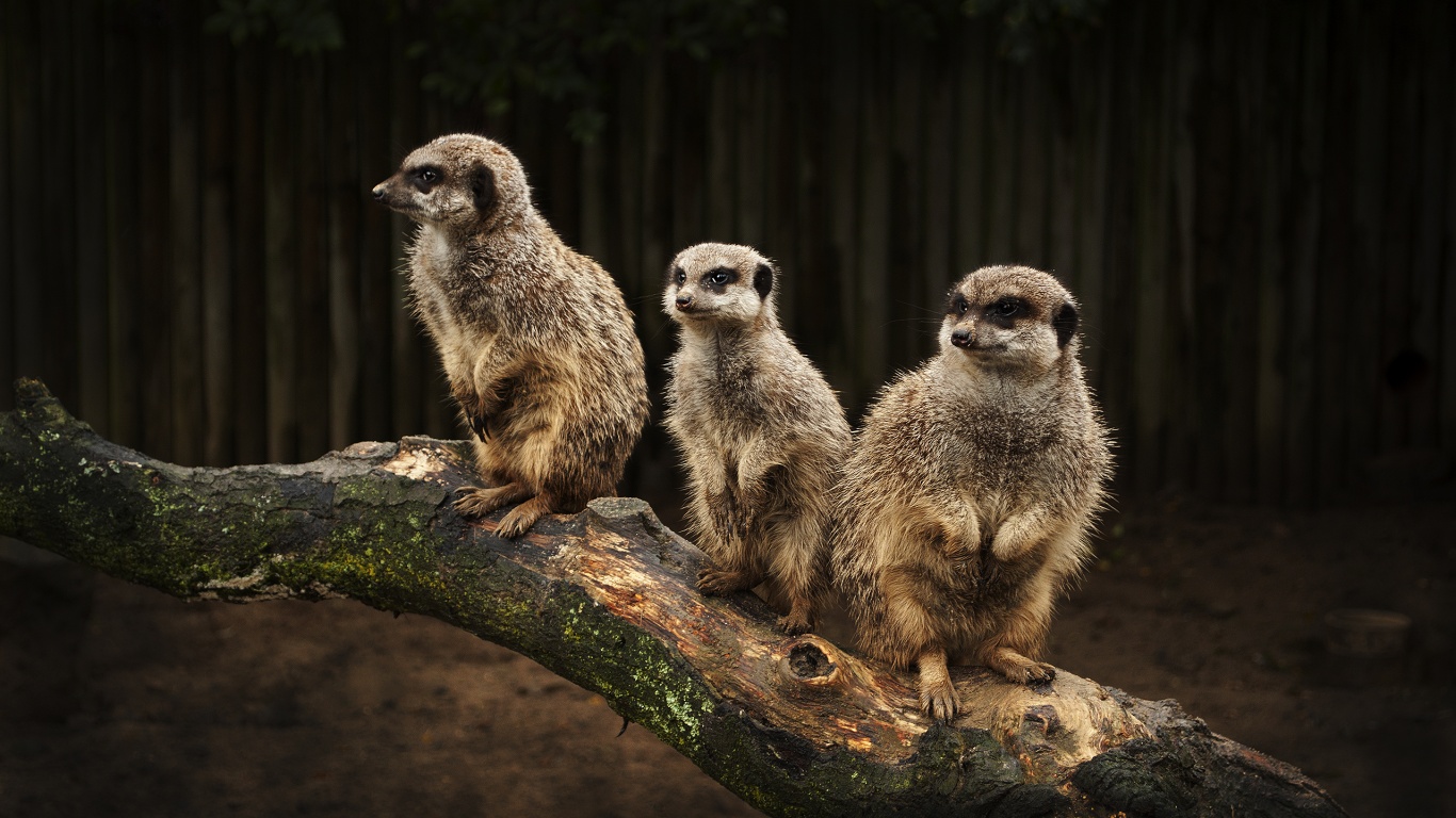 В дозоре обои