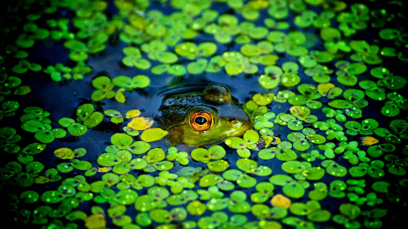 Маленькая лягушка обои